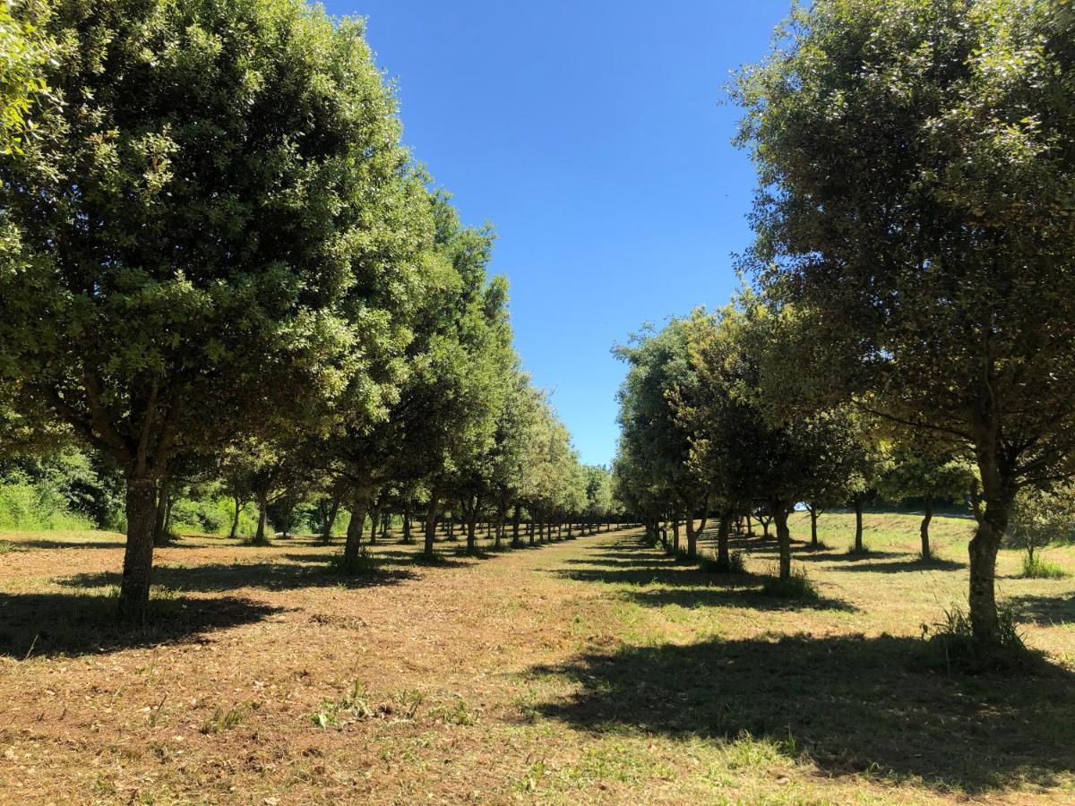Chateau Des Loups - Les Cypres Echire Dış mekan fotoğraf